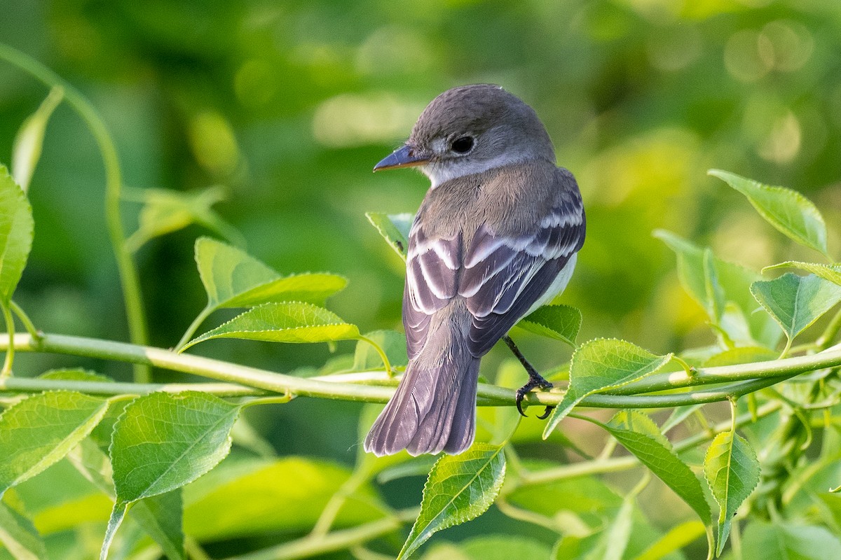 Willow Flycatcher - ML456384071