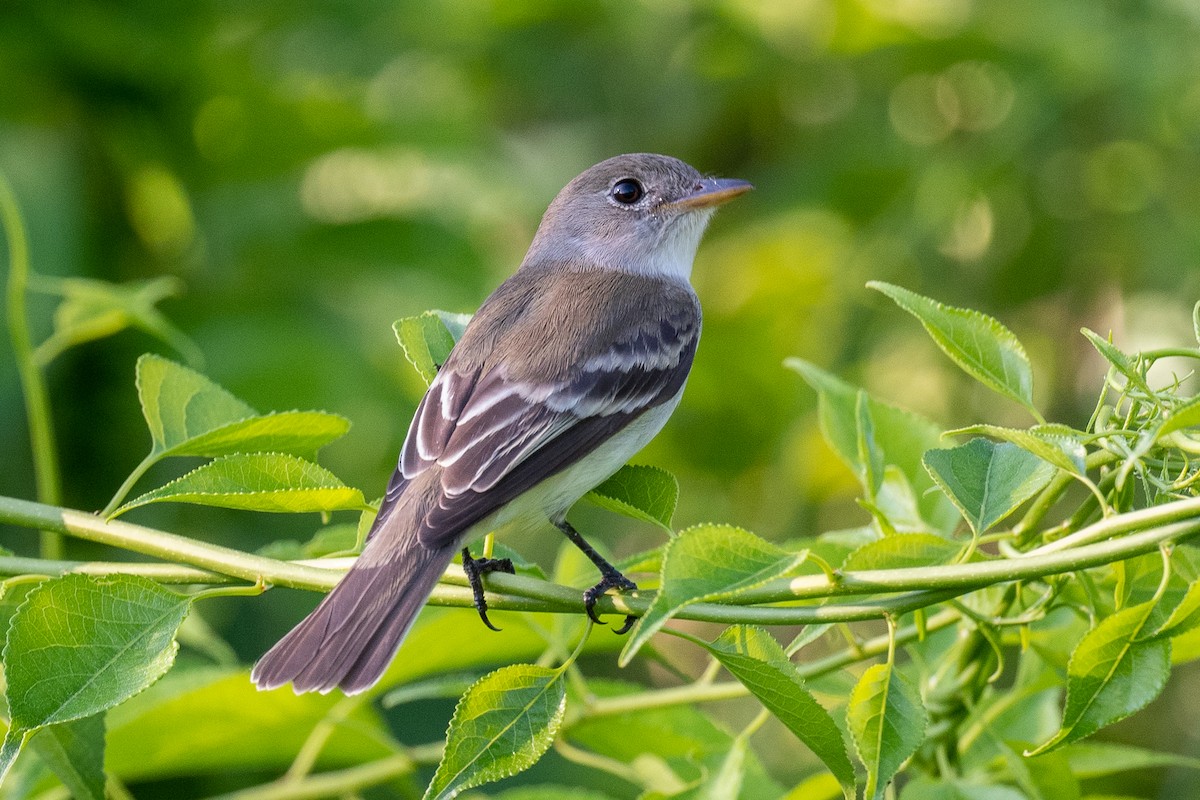 Willow Flycatcher - ML456384081