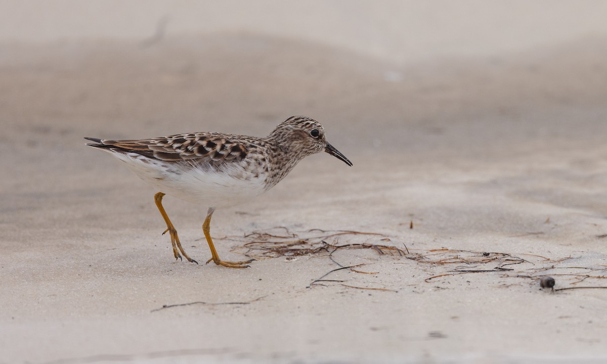 Least Sandpiper - Steve Kelling