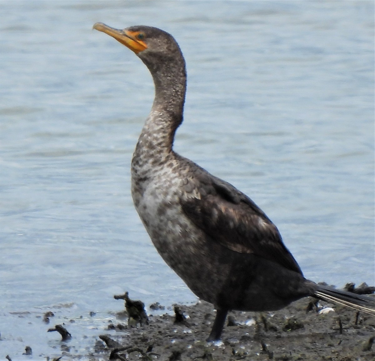 Double-crested Cormorant - Rick Bennett