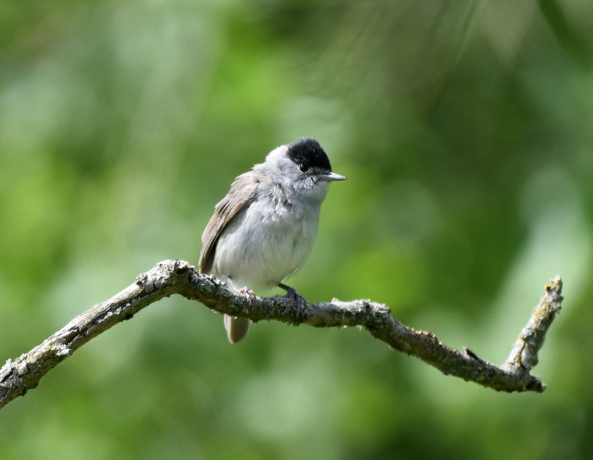 Eurasian Blackcap - A Emmerson