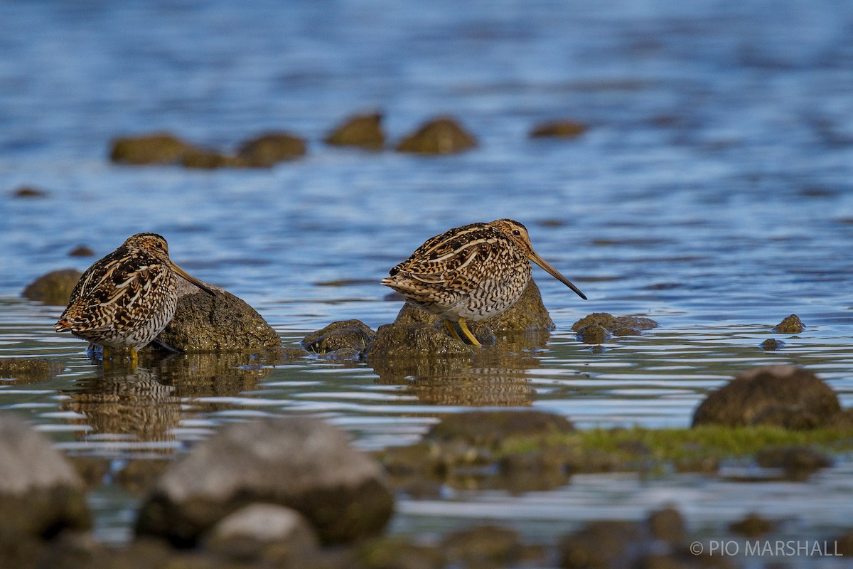 Magellanic Snipe - Pio Marshall