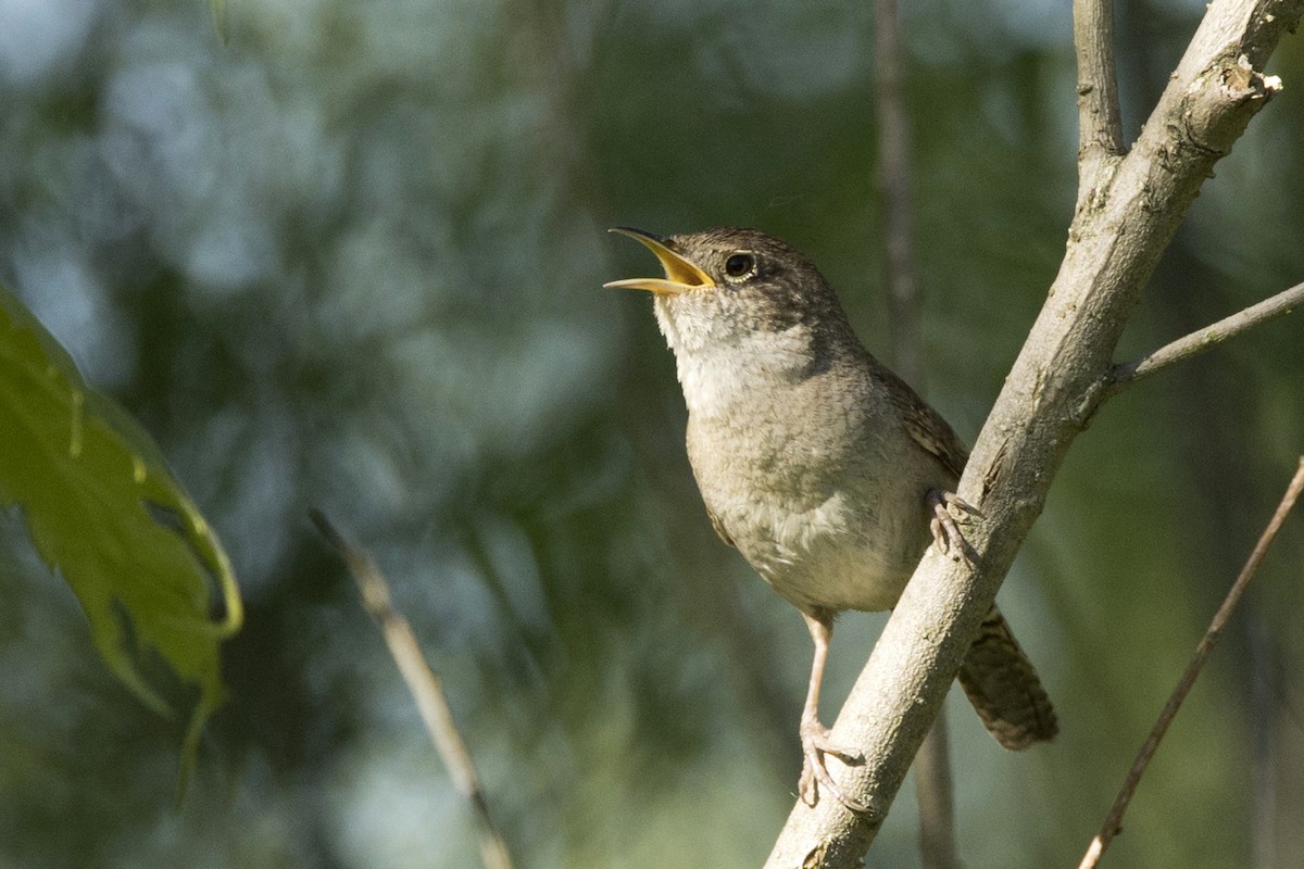 House Wren - ML456390191