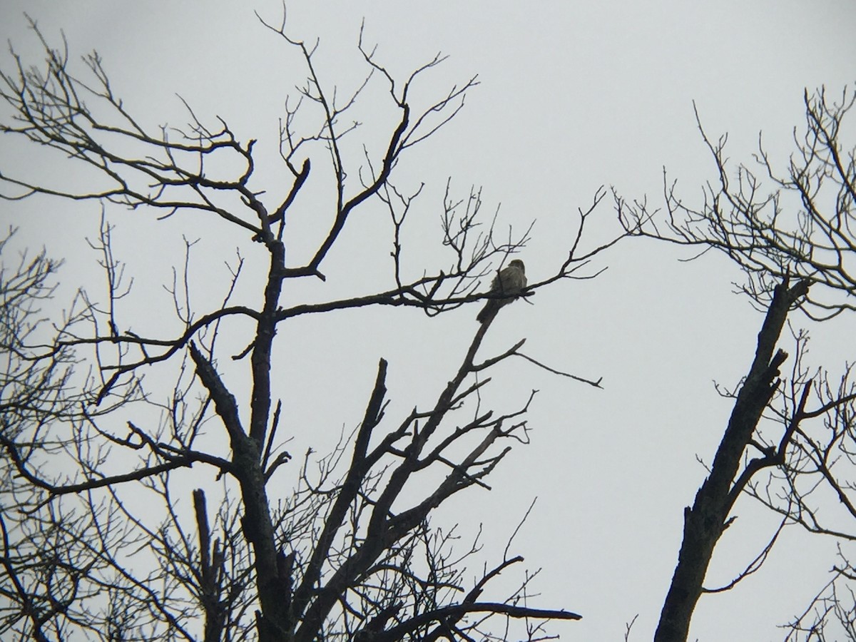 Merlin (Taiga) - ML45639071