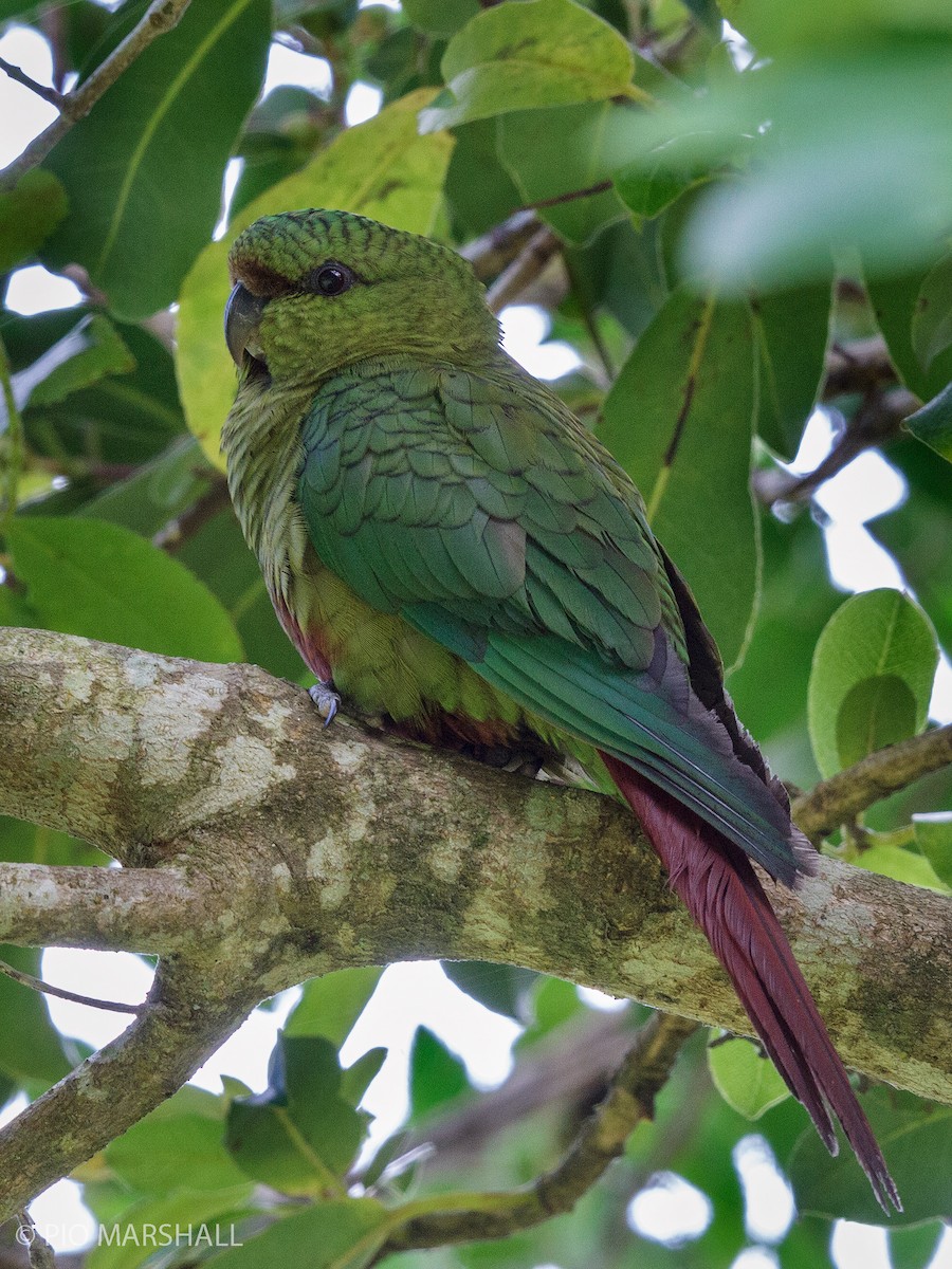 Austral Parakeet - ML456392051