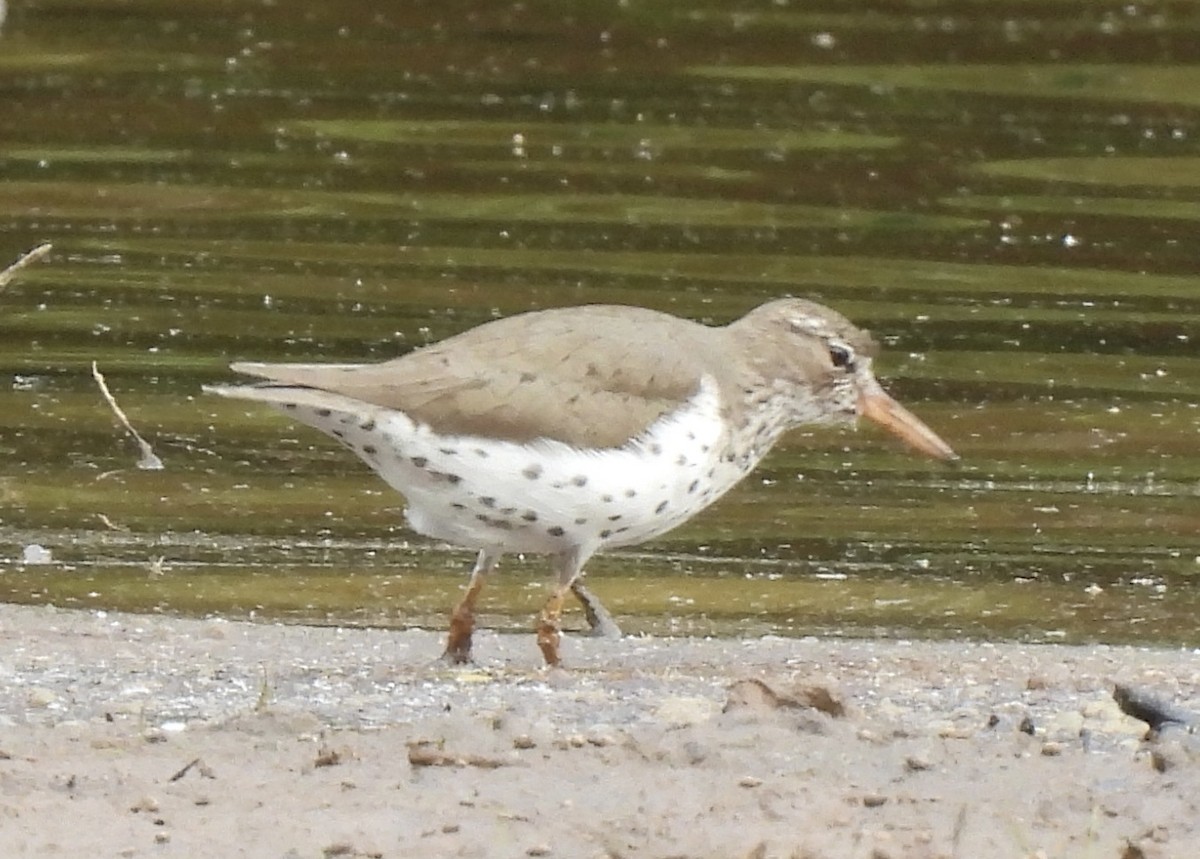 Spotted Sandpiper - ML456392201