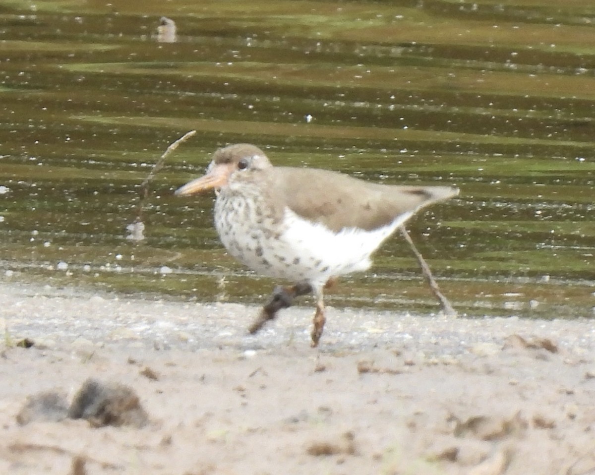 Spotted Sandpiper - ML456392211