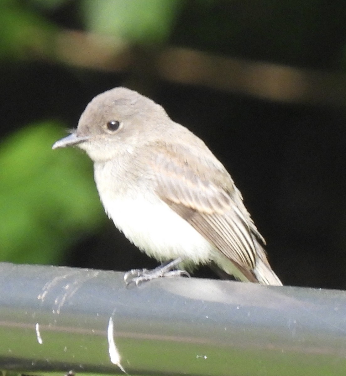 Eastern Phoebe - ML456392301