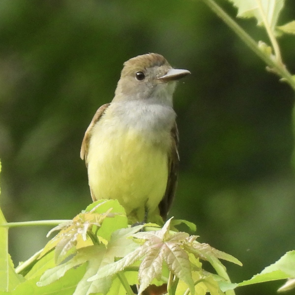Great Crested Flycatcher - ML456392331