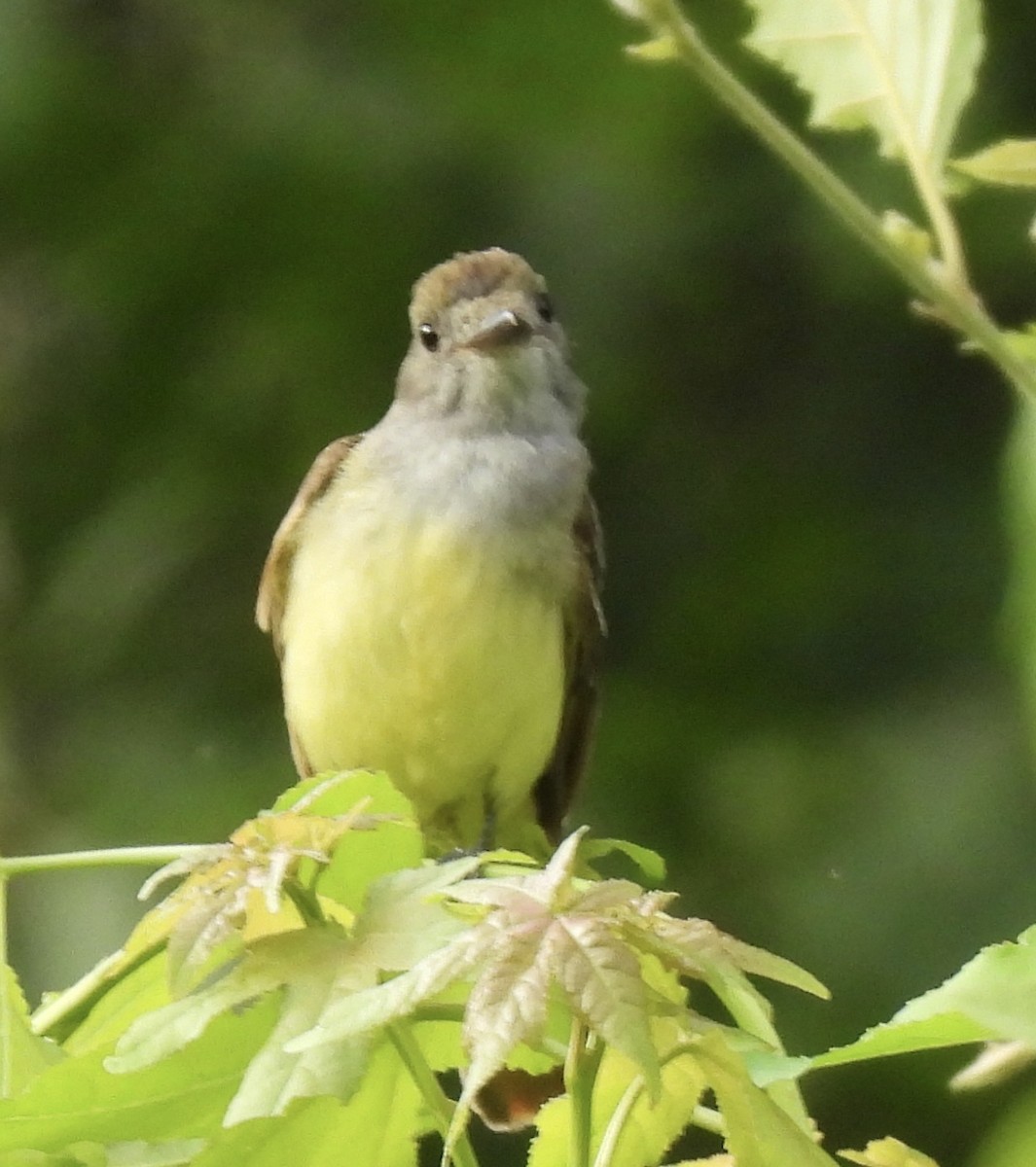 Great Crested Flycatcher - ML456392341