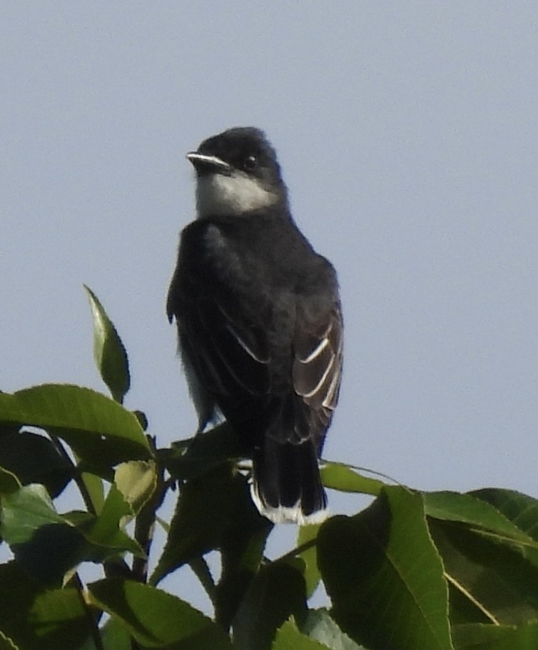 Eastern Kingbird - ML456392431