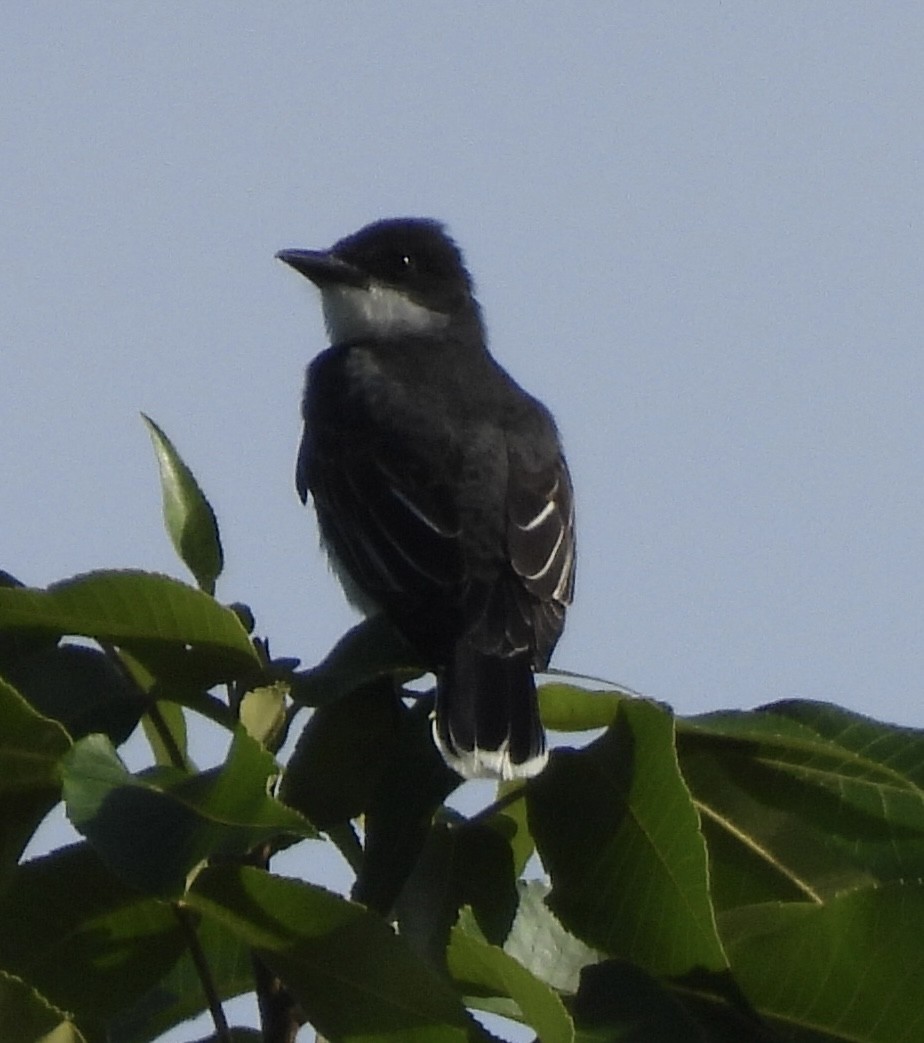 Eastern Kingbird - ML456392441