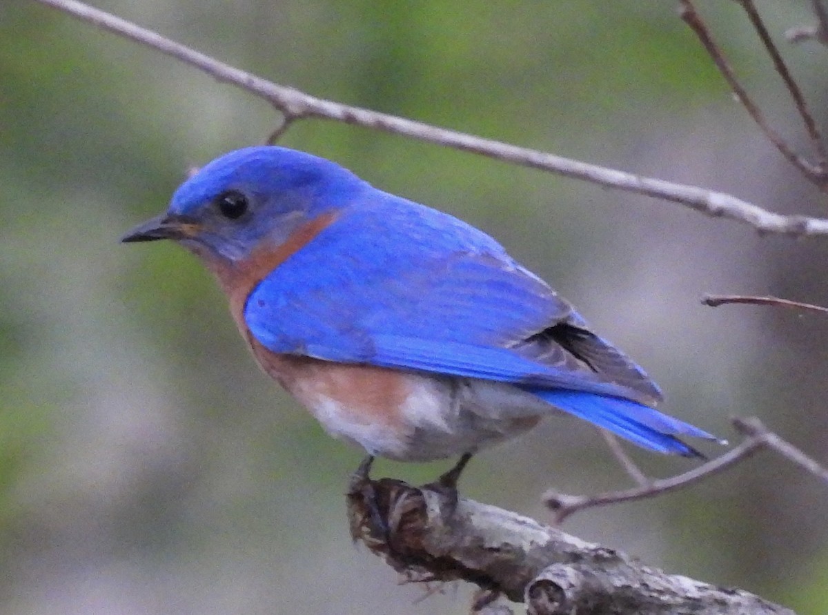 Eastern Bluebird - ML456392581