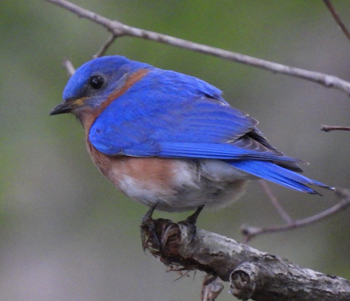 Eastern Bluebird - ML456392591