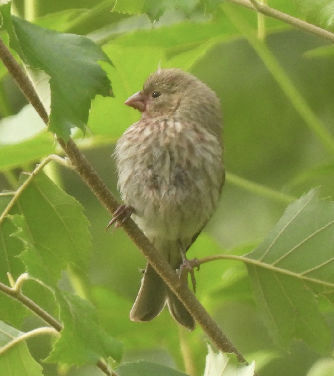 House Finch - ML456392711