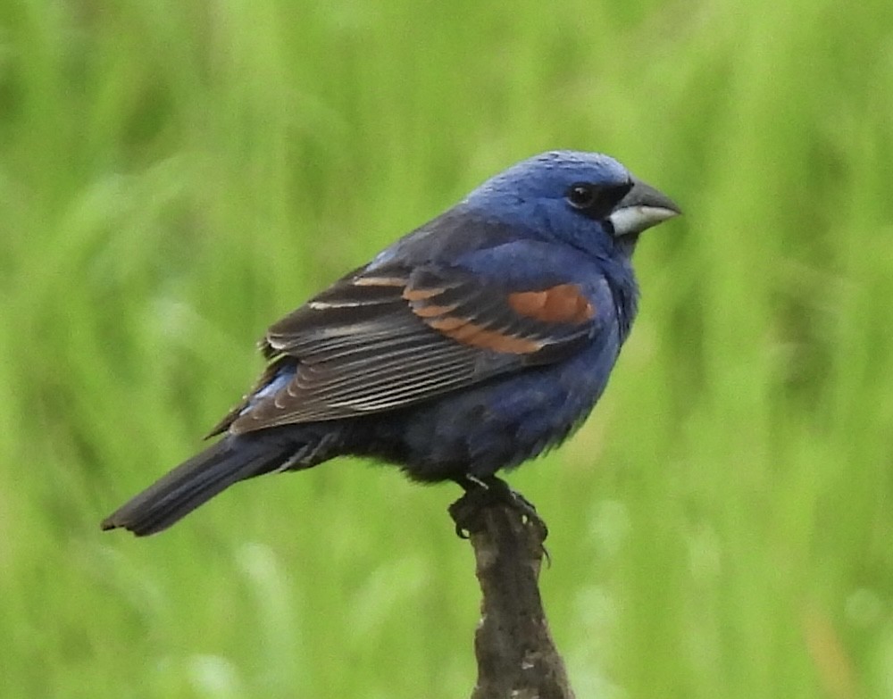 Blue Grosbeak - ML456392961