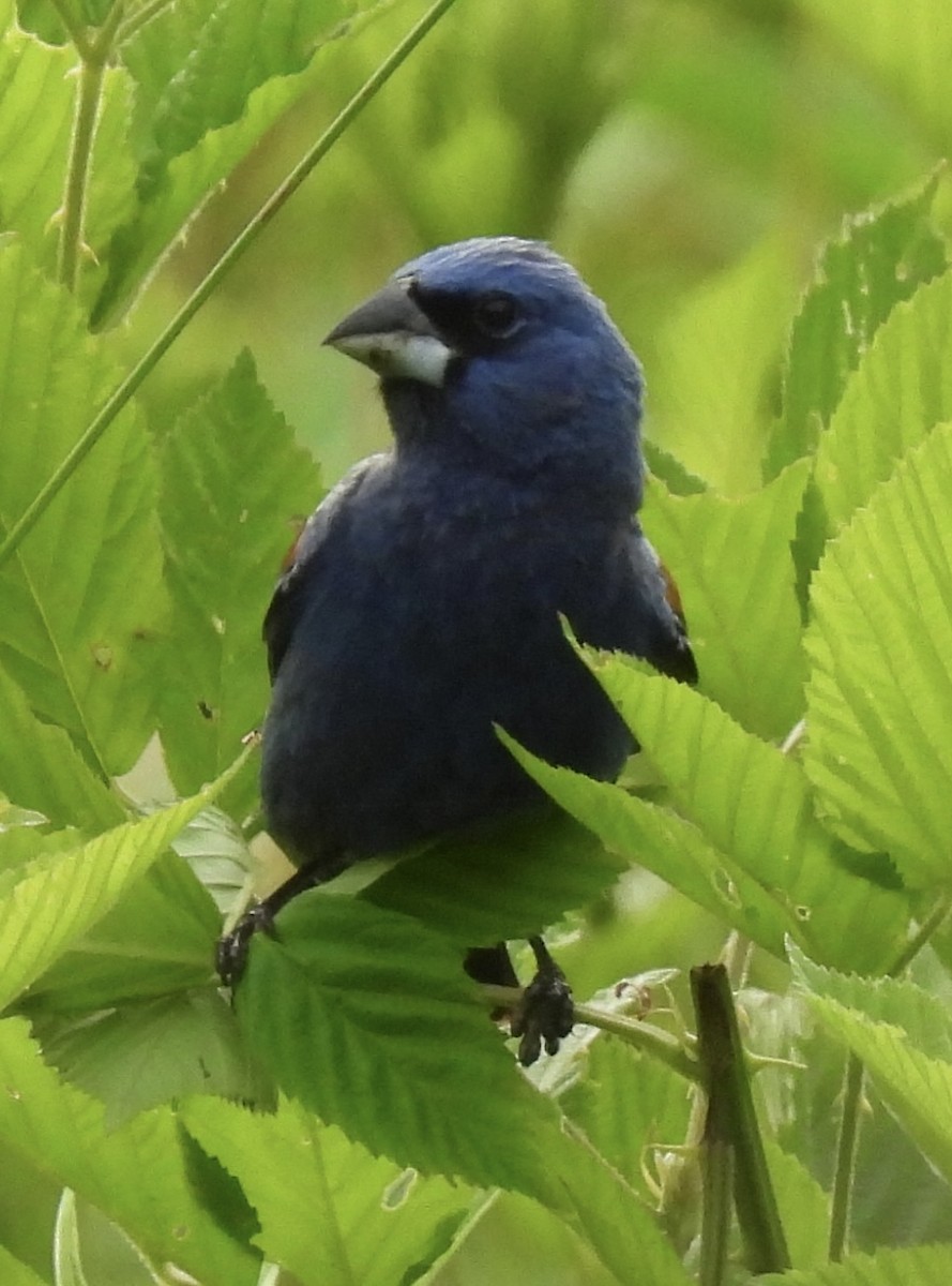 Blue Grosbeak - ML456392971
