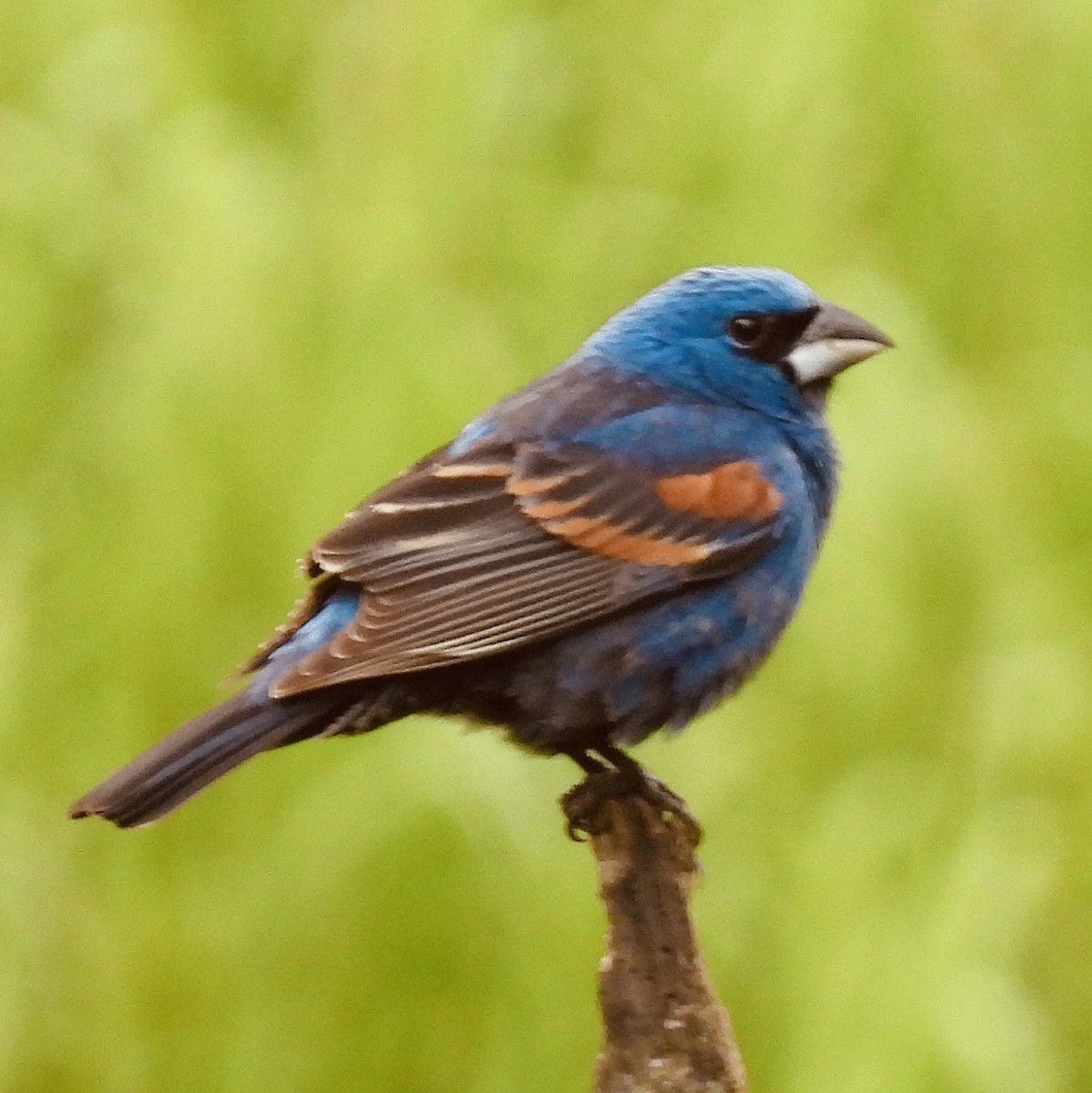 Blue Grosbeak - ML456392991