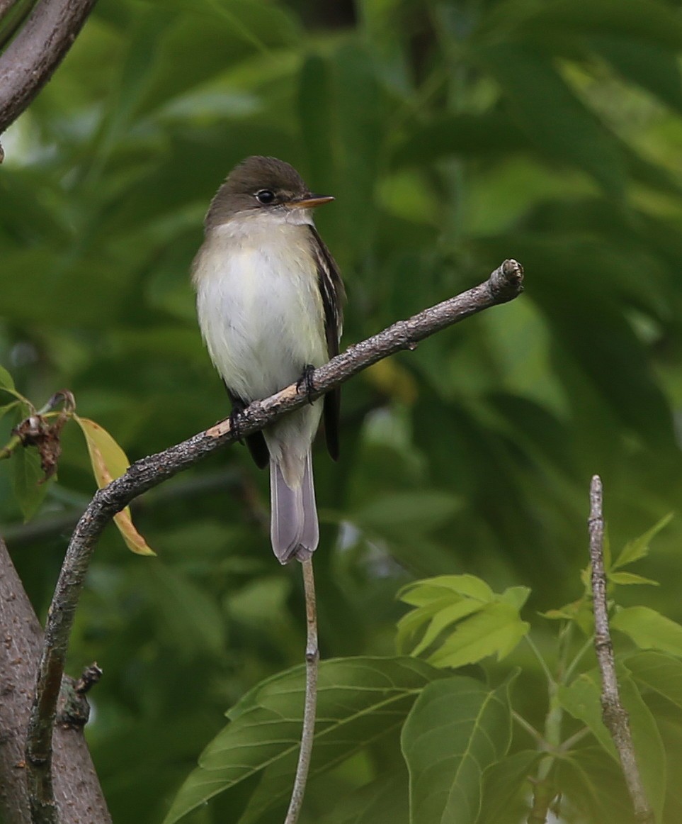 Alder Flycatcher - ML456393601