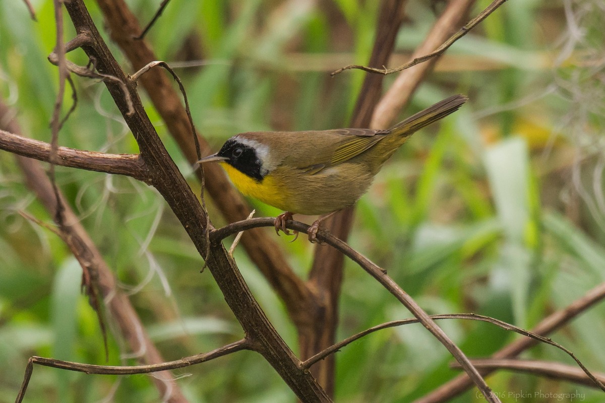 Common Yellowthroat - ML45639451