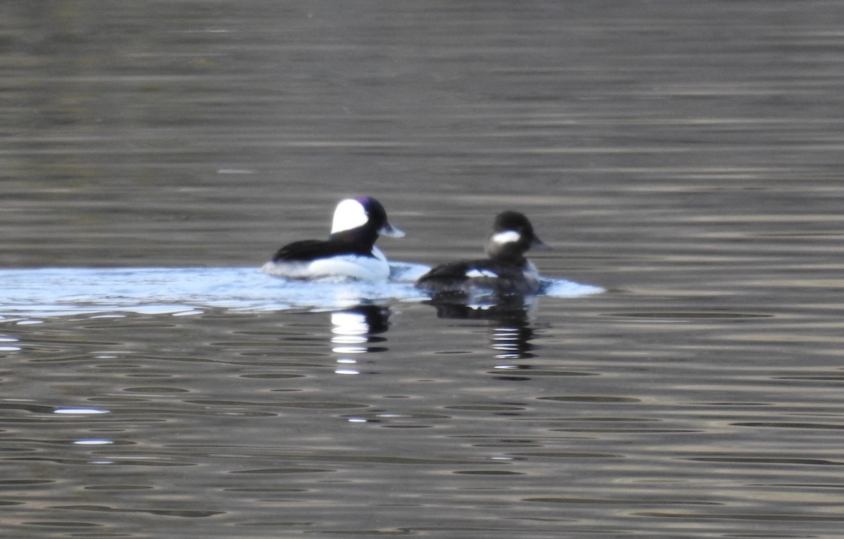 Bufflehead - Rick Stankiewicz