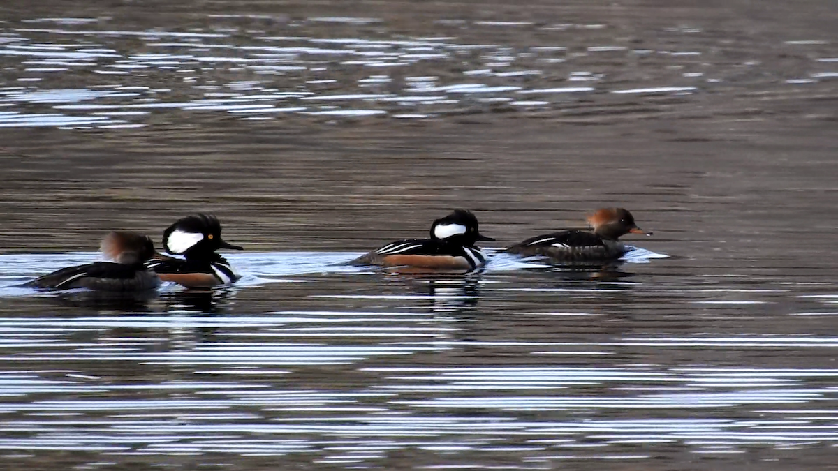 Hooded Merganser - ML456395991