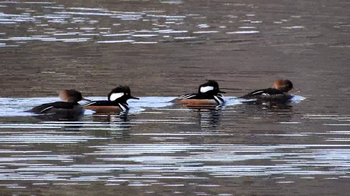 Hooded Merganser - Rick Stankiewicz