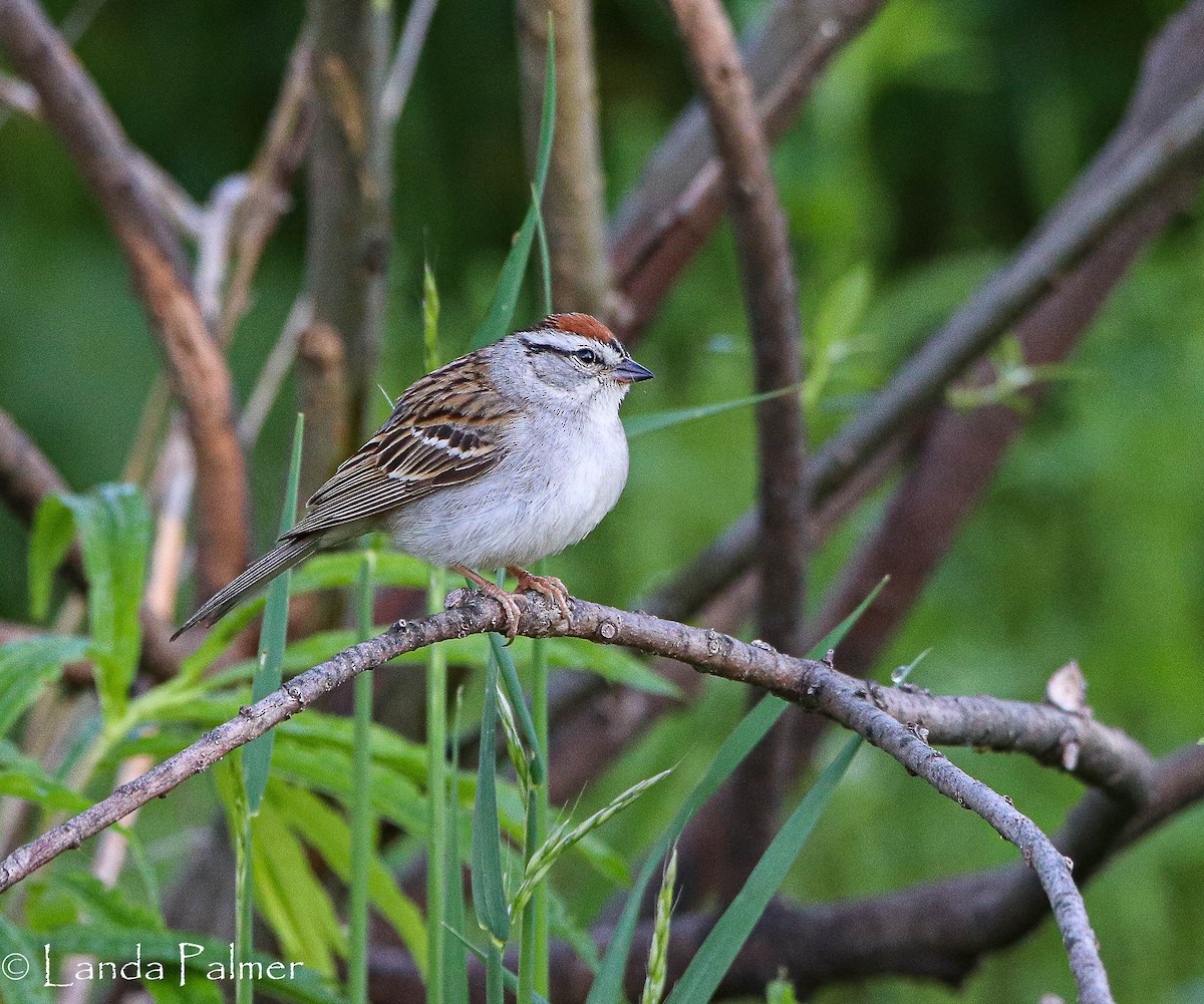 Chipping Sparrow - ML456396931