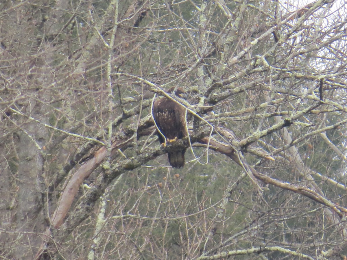 Bald Eagle - Michael L Crouse