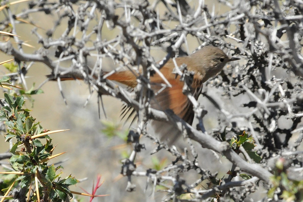 アカアゴカマドドリ - ML45639931