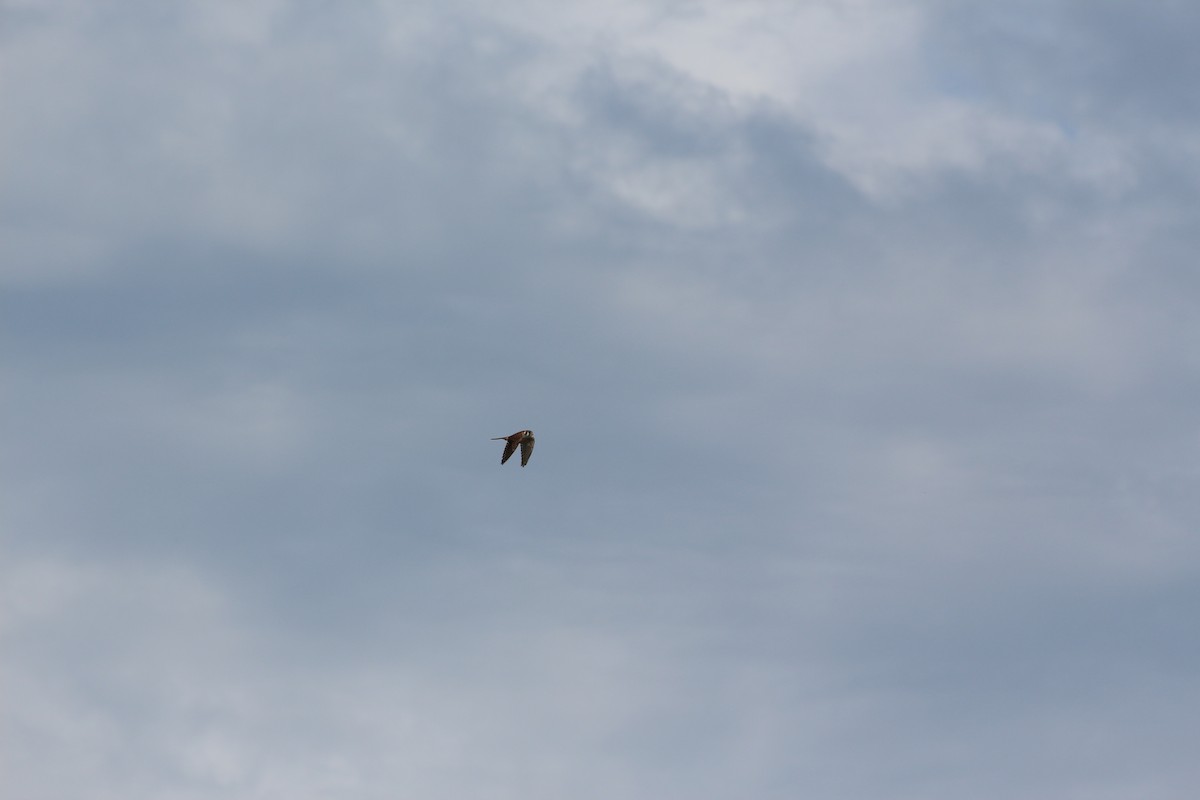 American Kestrel - ML456399441