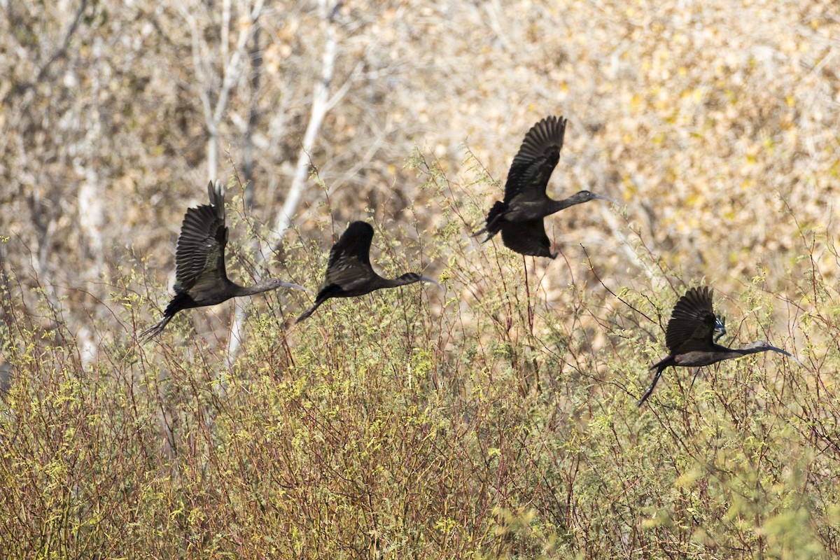 White-faced Ibis - ML45640031