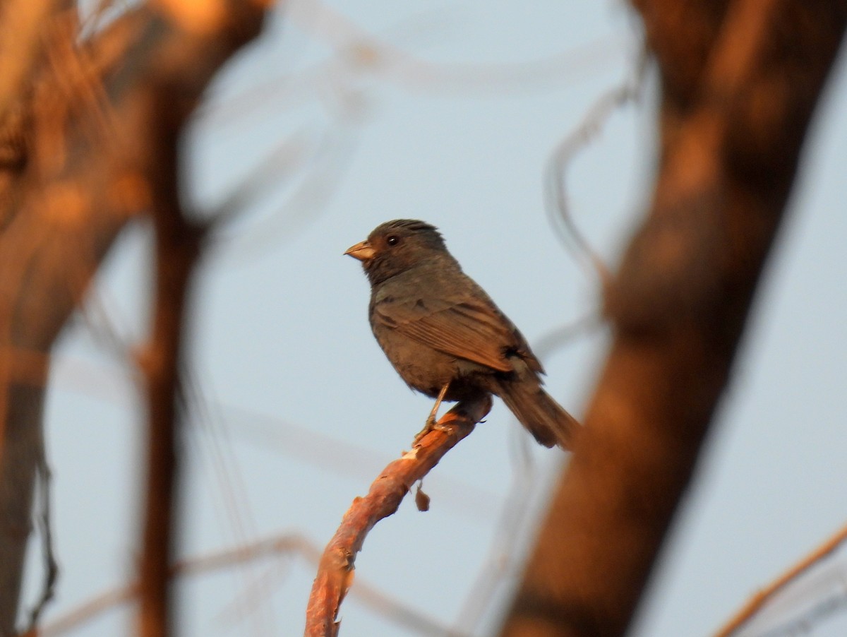 Blue Seedeater (Slate-blue) - ML456401371