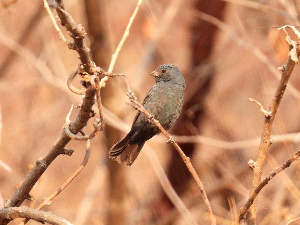 Blue Seedeater (Slate-blue) - ML456401421