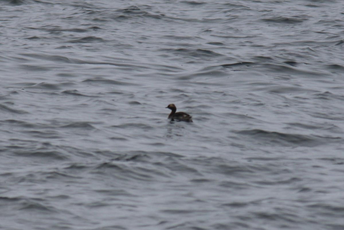 Horned Grebe - ML456401781