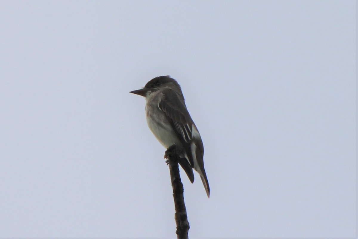 Olive-sided Flycatcher - ML456403391