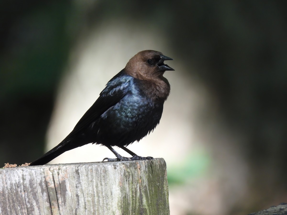 Brown-headed Cowbird - ML456404731