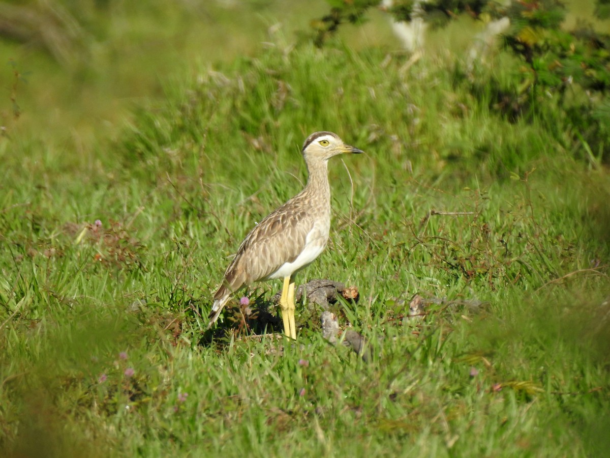 Double-striped Thick-knee - Dallas Levey