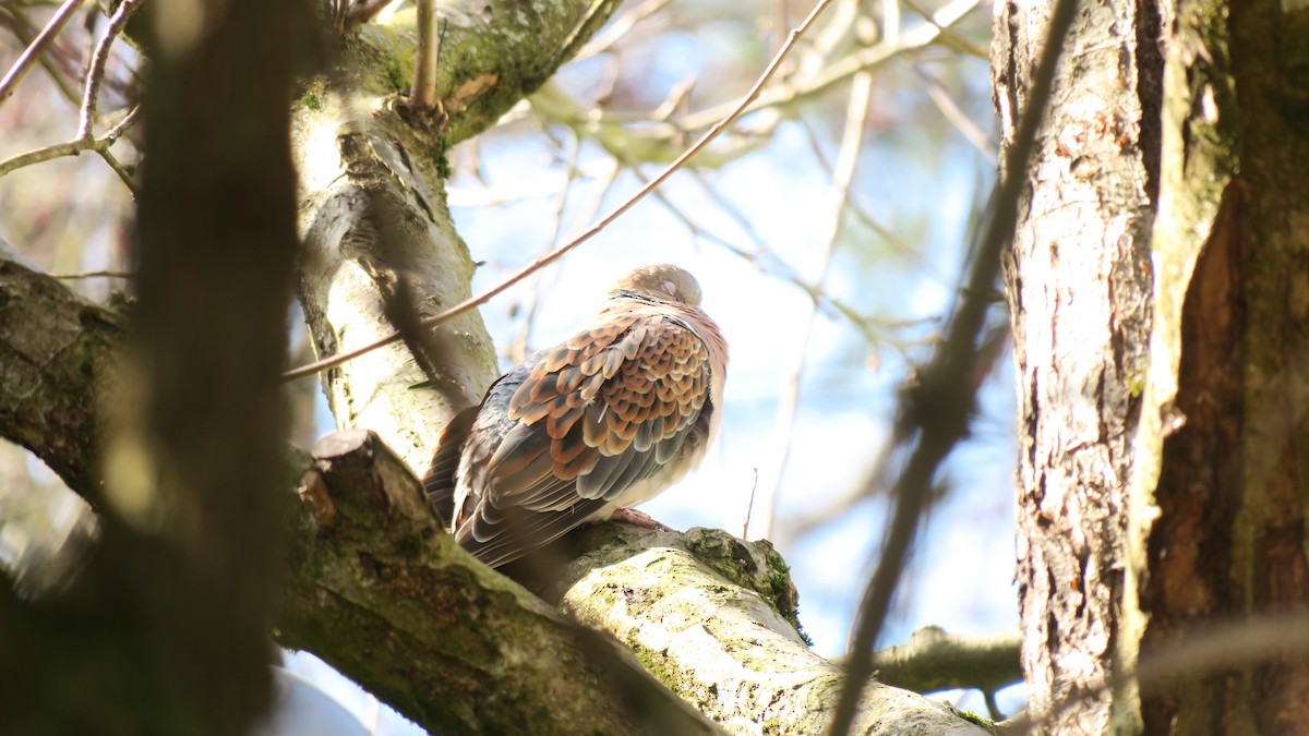 Oriental Turtle-Dove - ML456409641