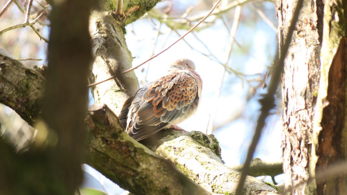 Oriental Turtle-Dove - ML456409671