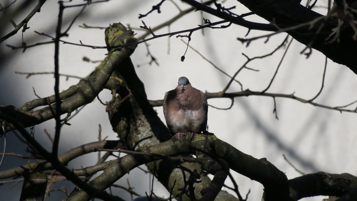 Oriental Turtle-Dove - ML456409741