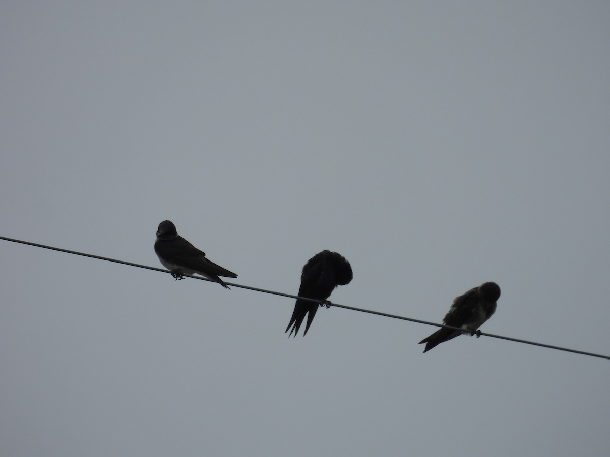 Purple Martin - ML456410141