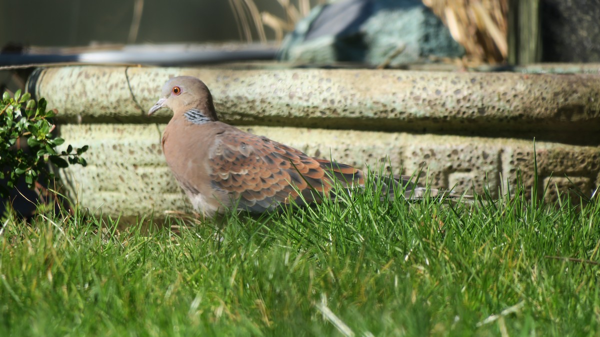 Oriental Turtle-Dove - ML456410731