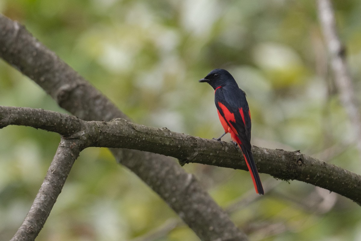 Scarlet Minivet - ML456410921