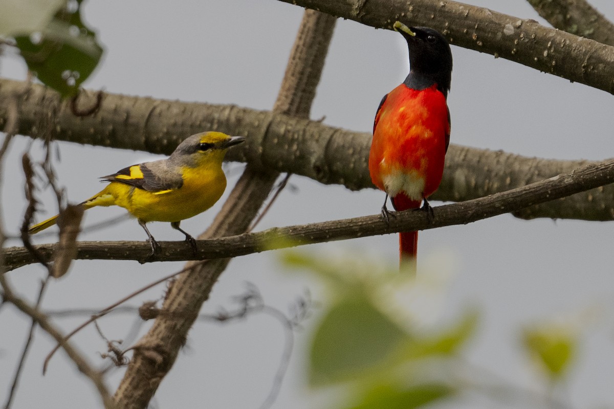 Scarlet Minivet - ML456410951