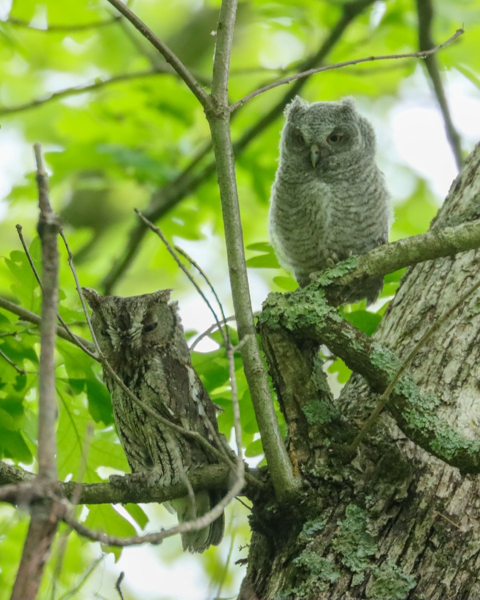 Eastern Screech-Owl - ML456411131