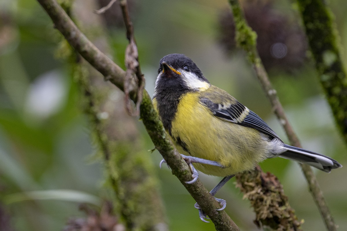 Green-backed Tit - ML456411161