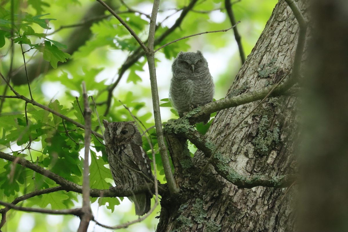 Eastern Screech-Owl - ML456411211