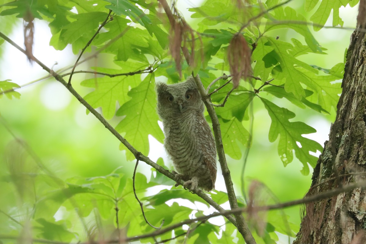 Eastern Screech-Owl - Ryan Andrew