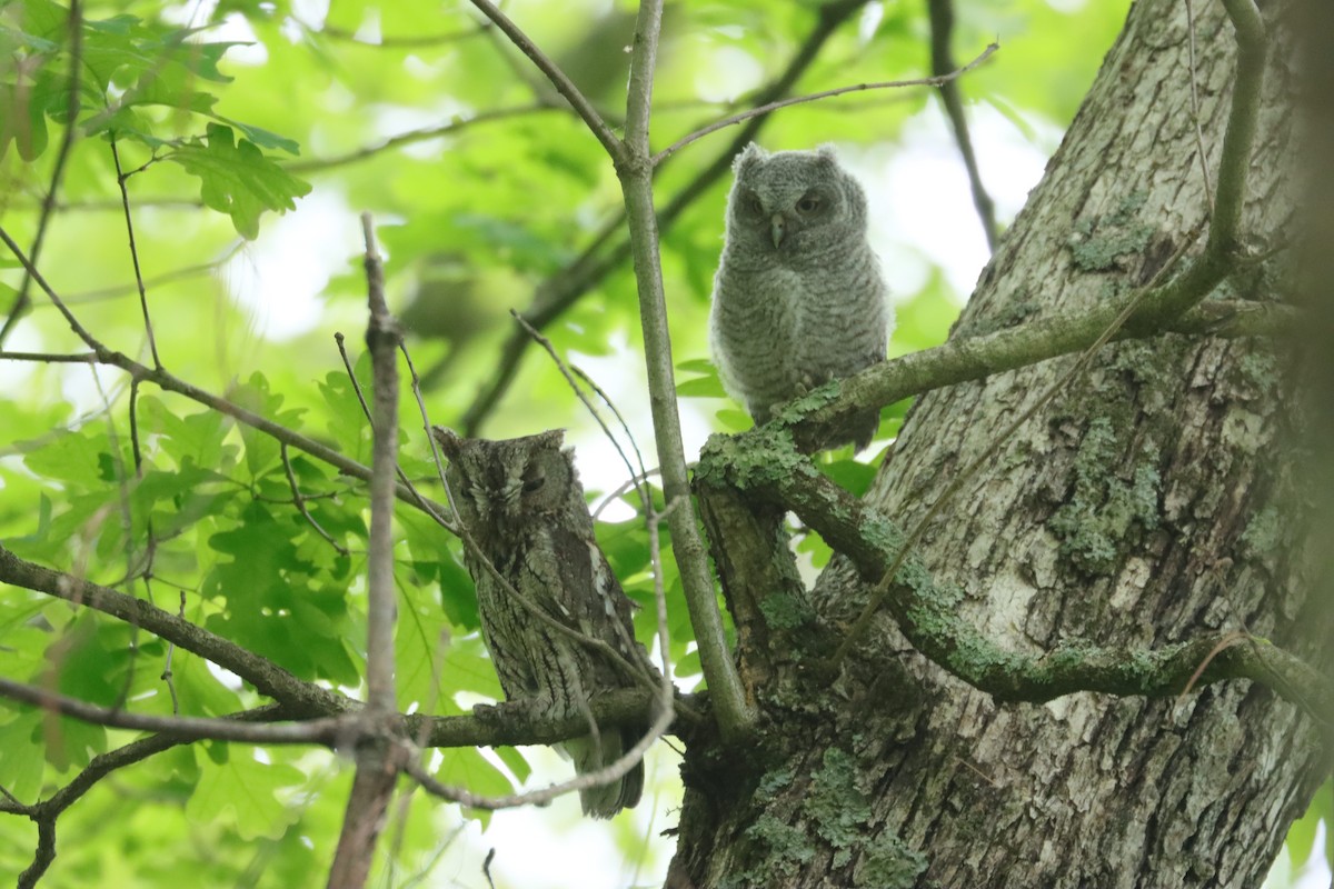 Eastern Screech-Owl - ML456411311